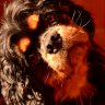roxy